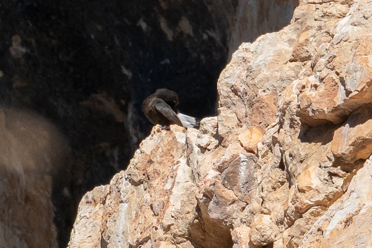 סלעית שחורה - ML501166081