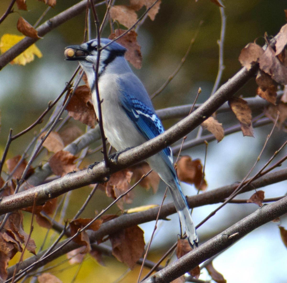 Blue Jay - ML501169091