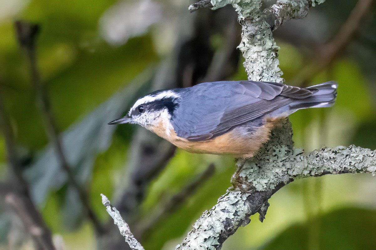 Red-breasted Nuthatch - ML501169401