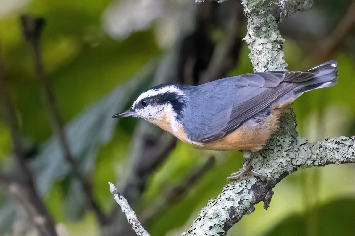 Red-breasted Nuthatch - ML501169411