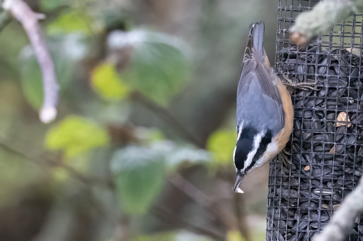 Red-breasted Nuthatch - ML501169421