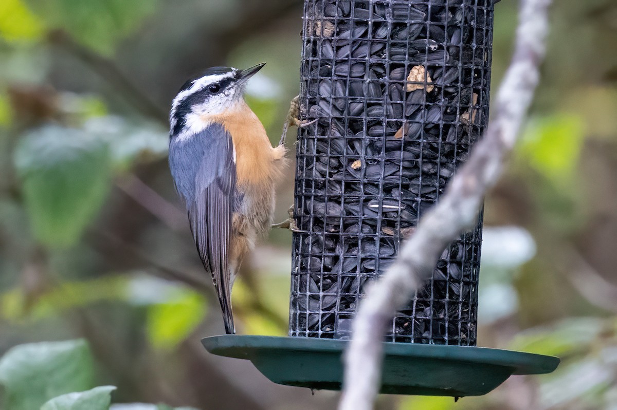 Red-breasted Nuthatch - ML501169431
