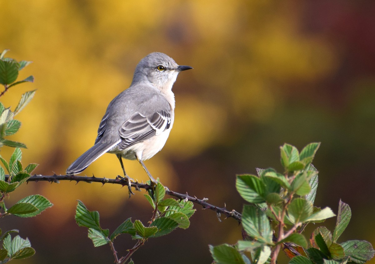 Northern Mockingbird - ML501169781