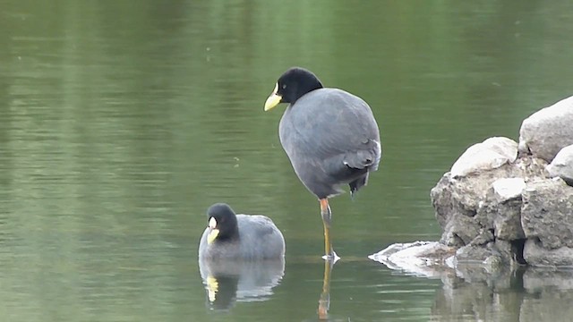 Gelbschnabel-Blässhuhn - ML501169821