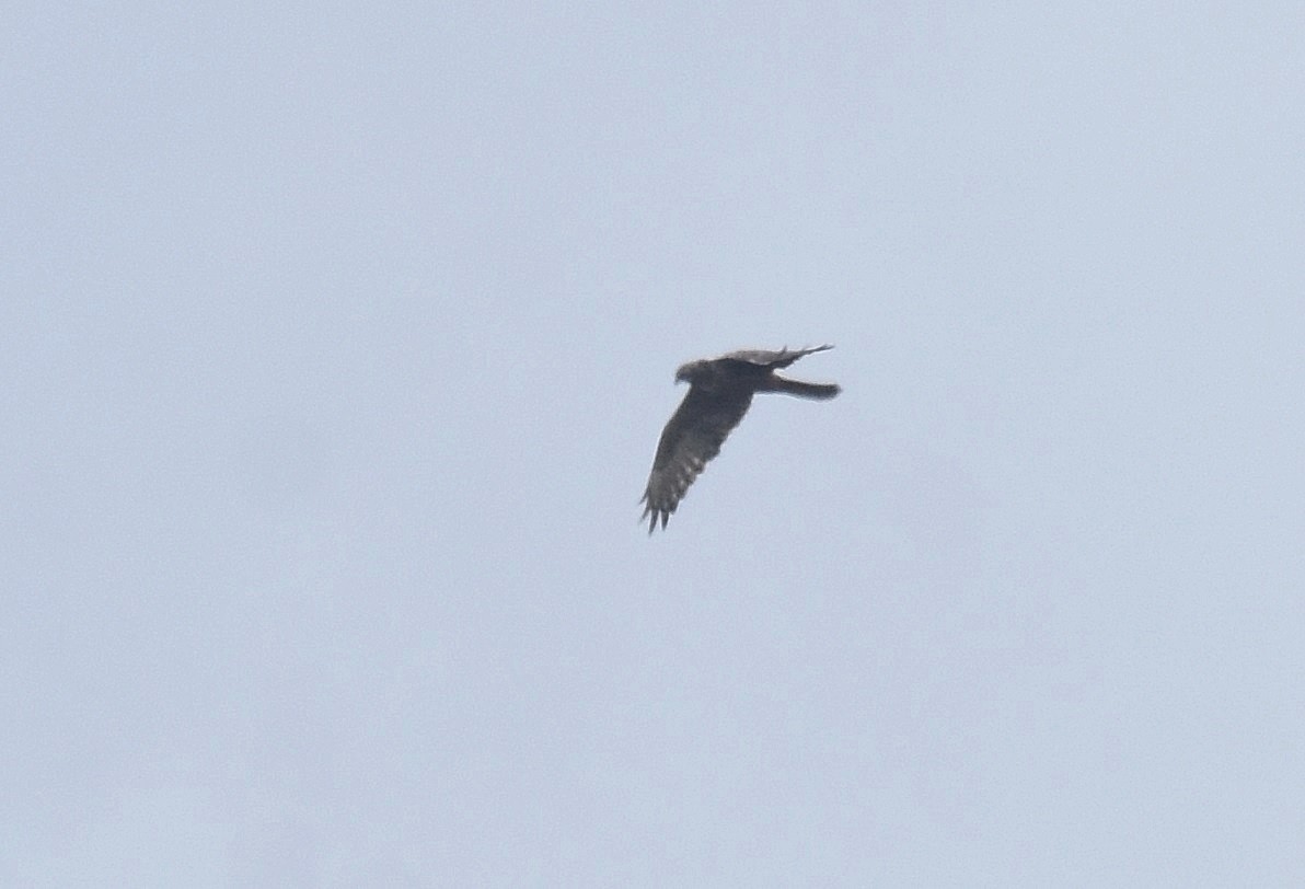 Eastern Marsh Harrier - Lukasz Pulawski