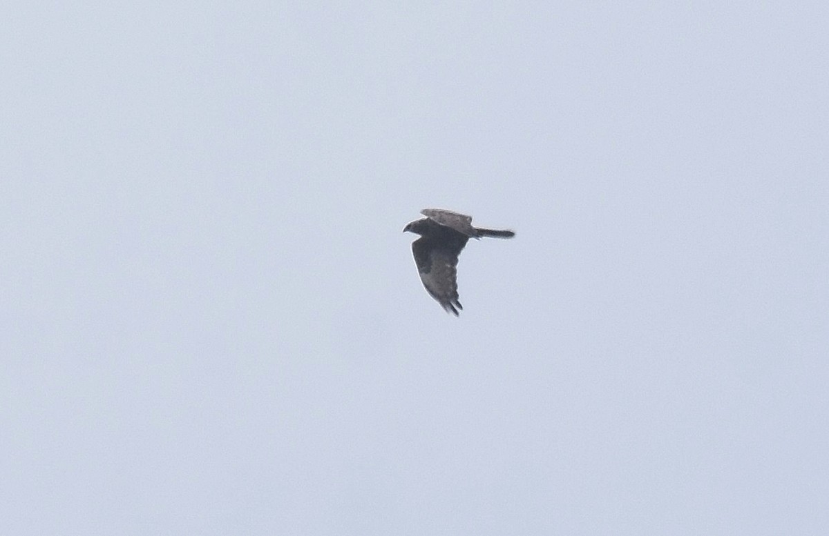 Eastern Marsh Harrier - ML501170221