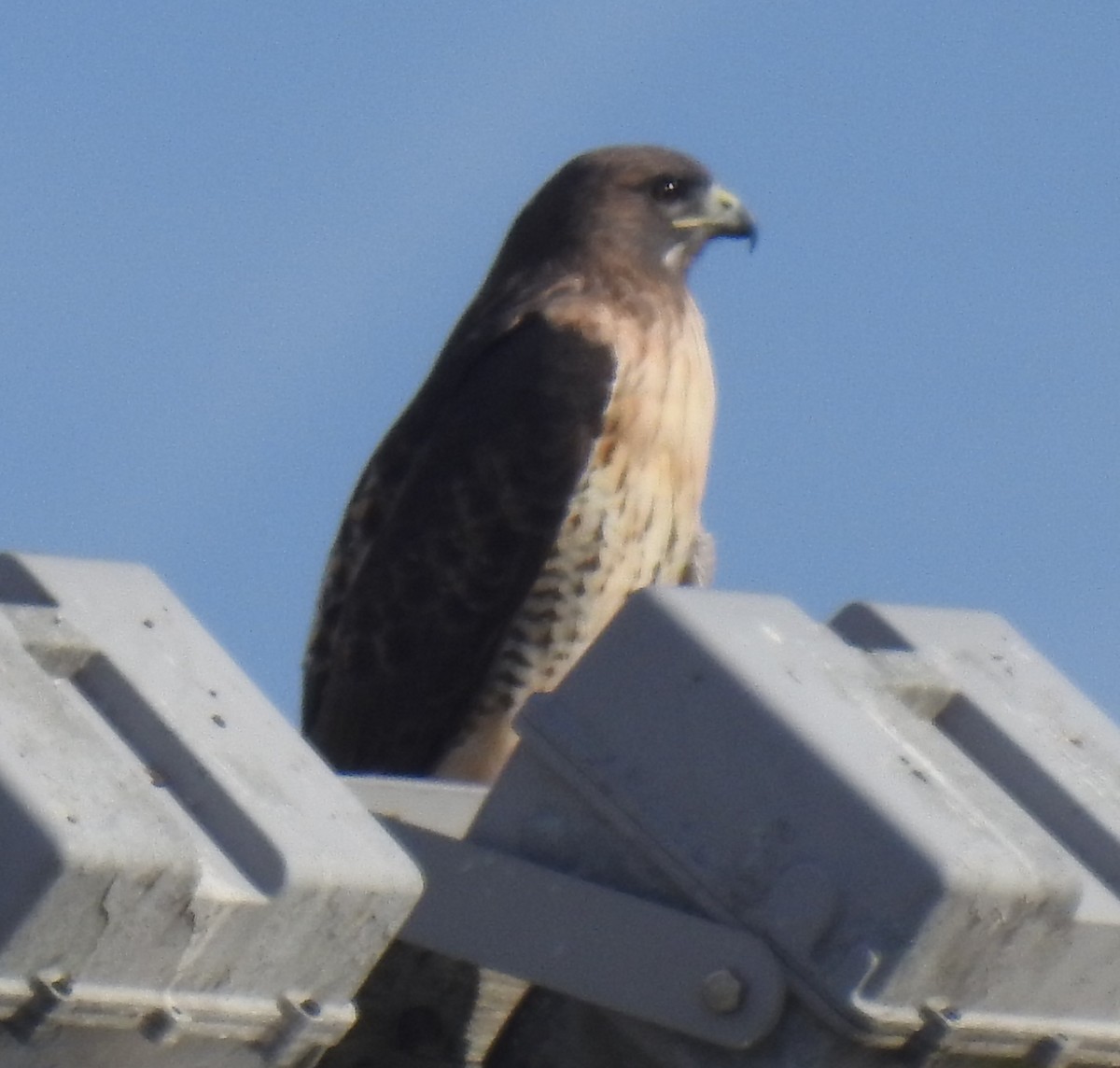Red-tailed Hawk - ML501170571