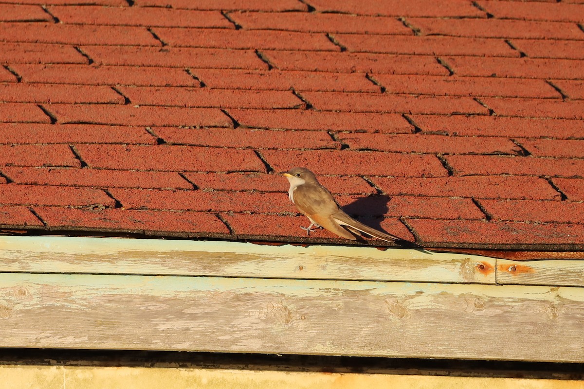 Yellow-billed Cuckoo - ML501170761