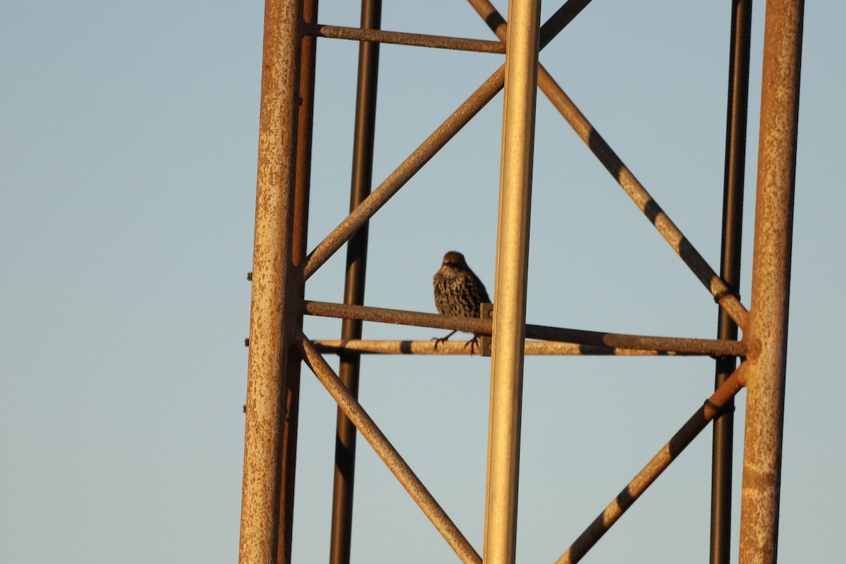 European Starling - ML501170991