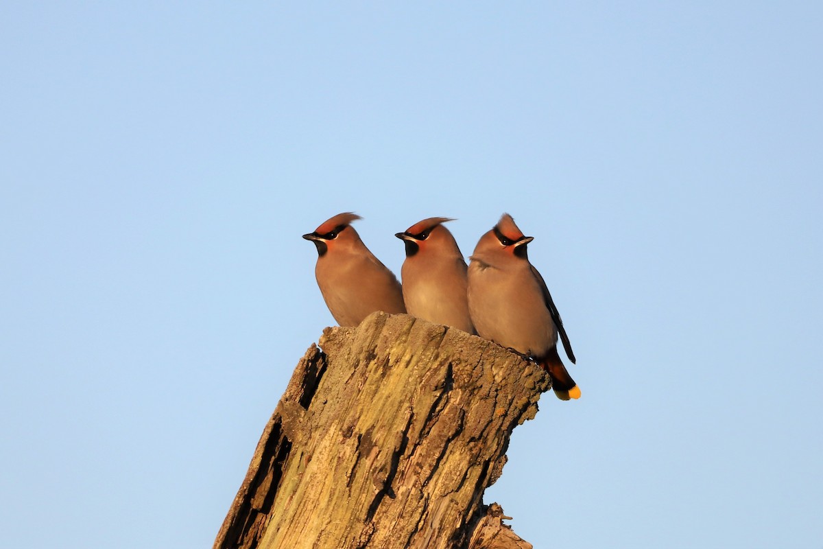 Bohemian Waxwing - ML501171091