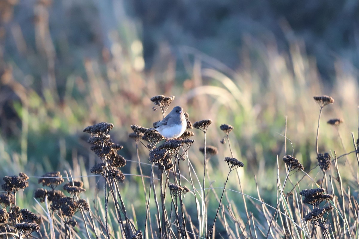 Dark-eyed Junco - ML501171161