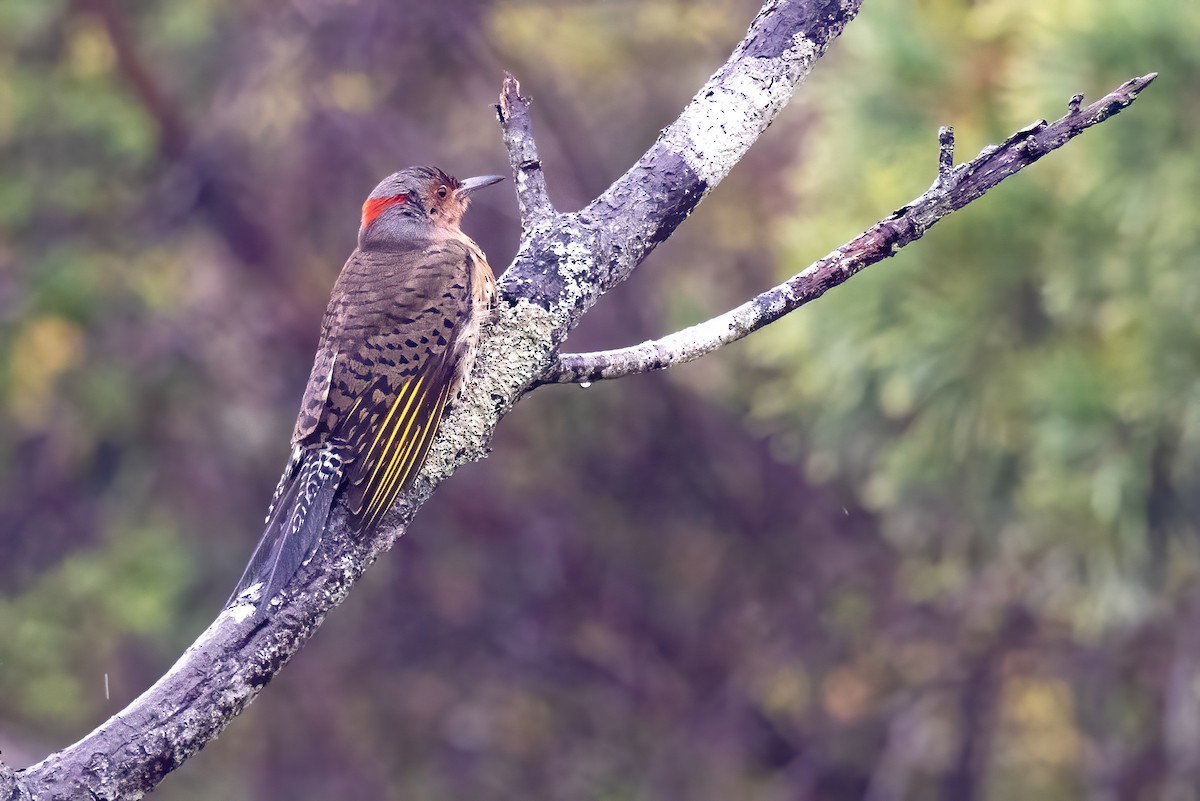 Northern Flicker - Sandy & Bob Sipe