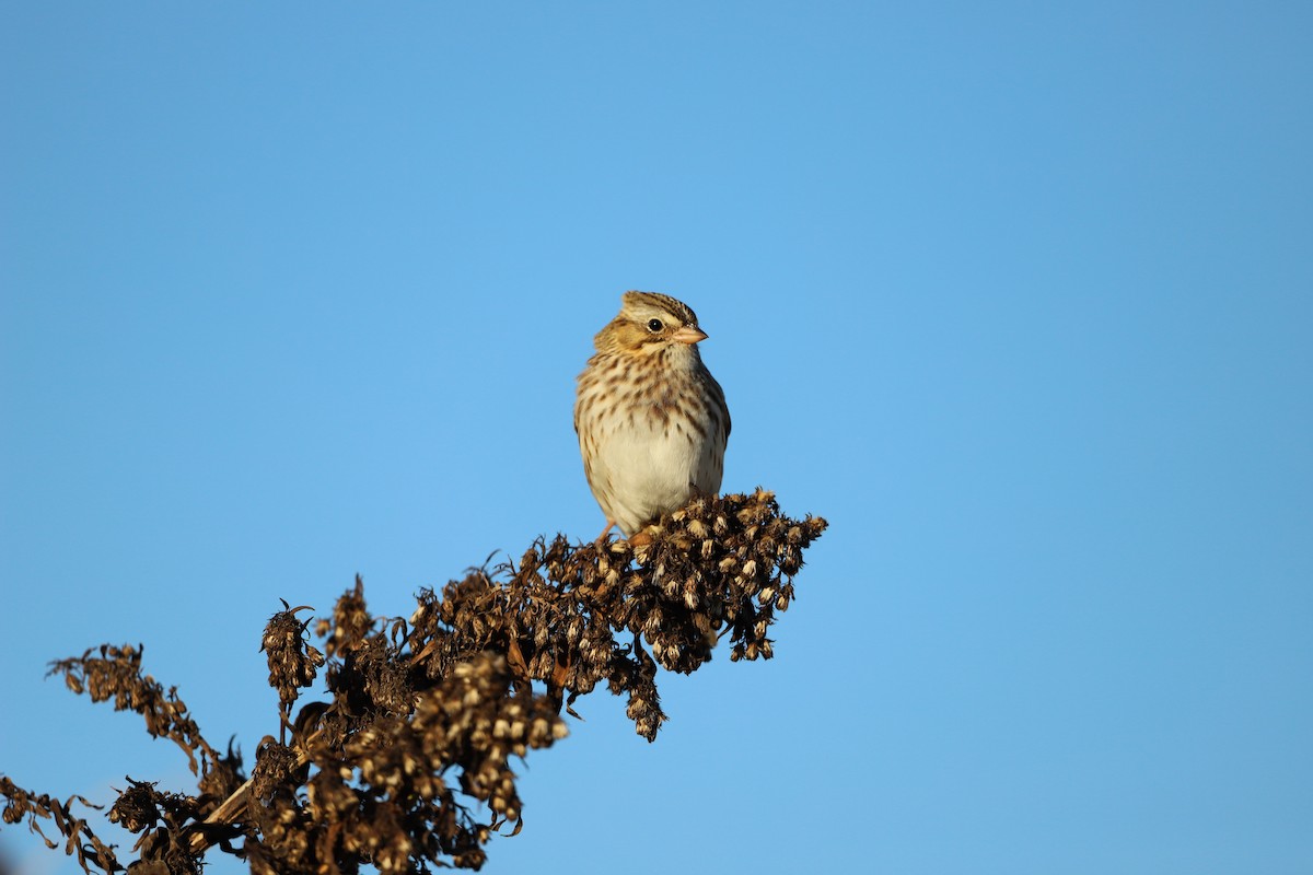 Savannah Sparrow (Ipswich) - Julia Reid