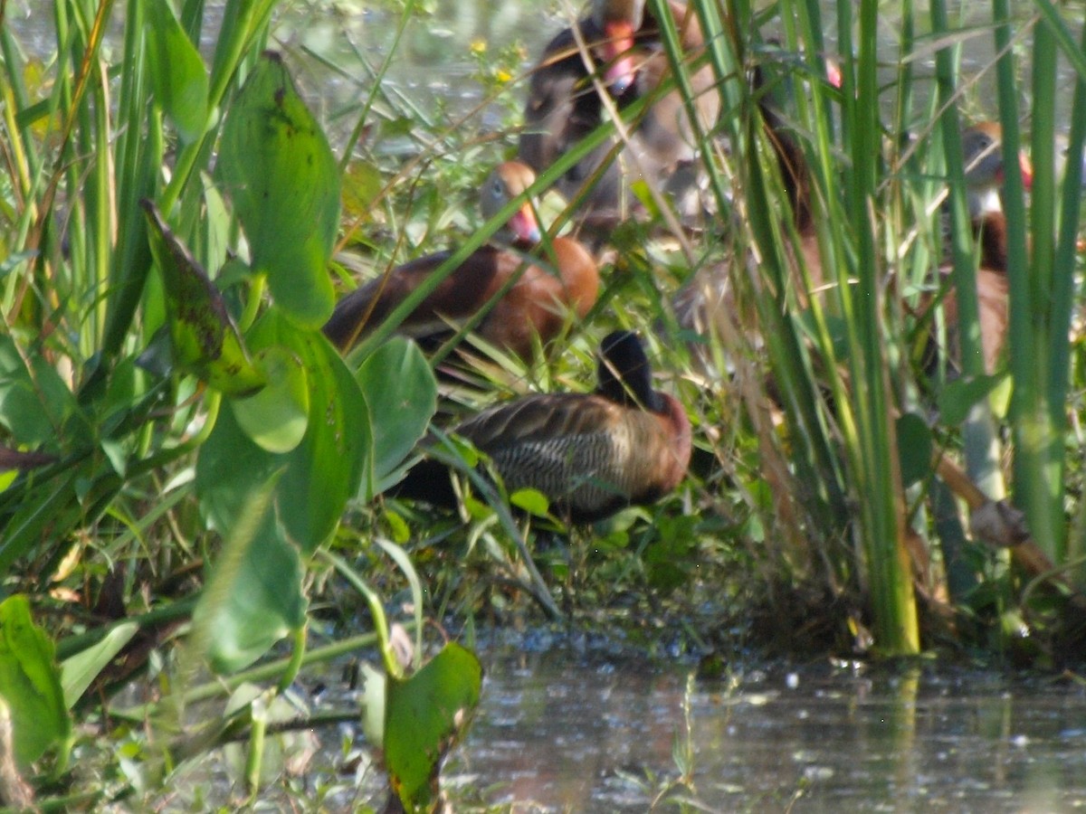 White-faced Whistling-Duck - ML501172561