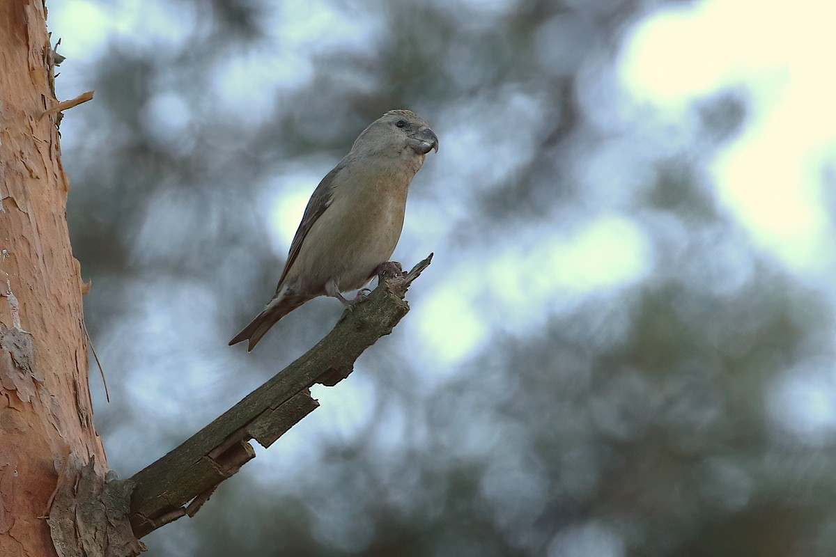 Parrot Crossbill - ML501173291