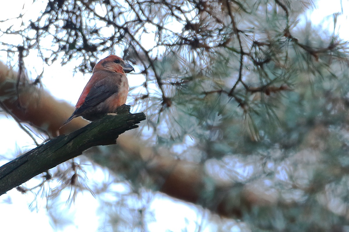 Parrot Crossbill - ML501173301