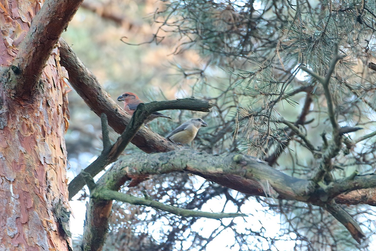 Parrot Crossbill - ML501173311