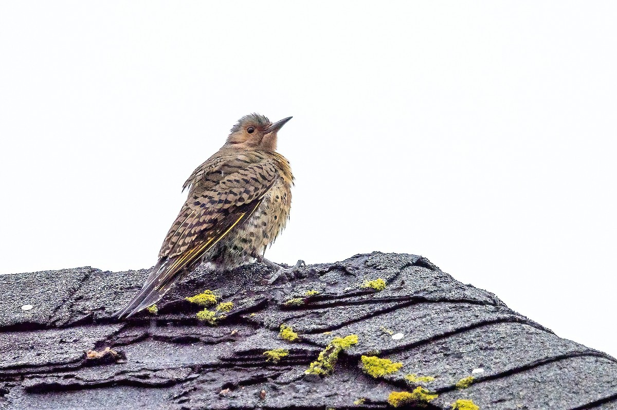 Northern Flicker - Sandy & Bob Sipe