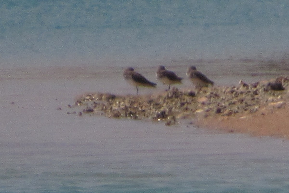 Curlew Sandpiper - ML50117441