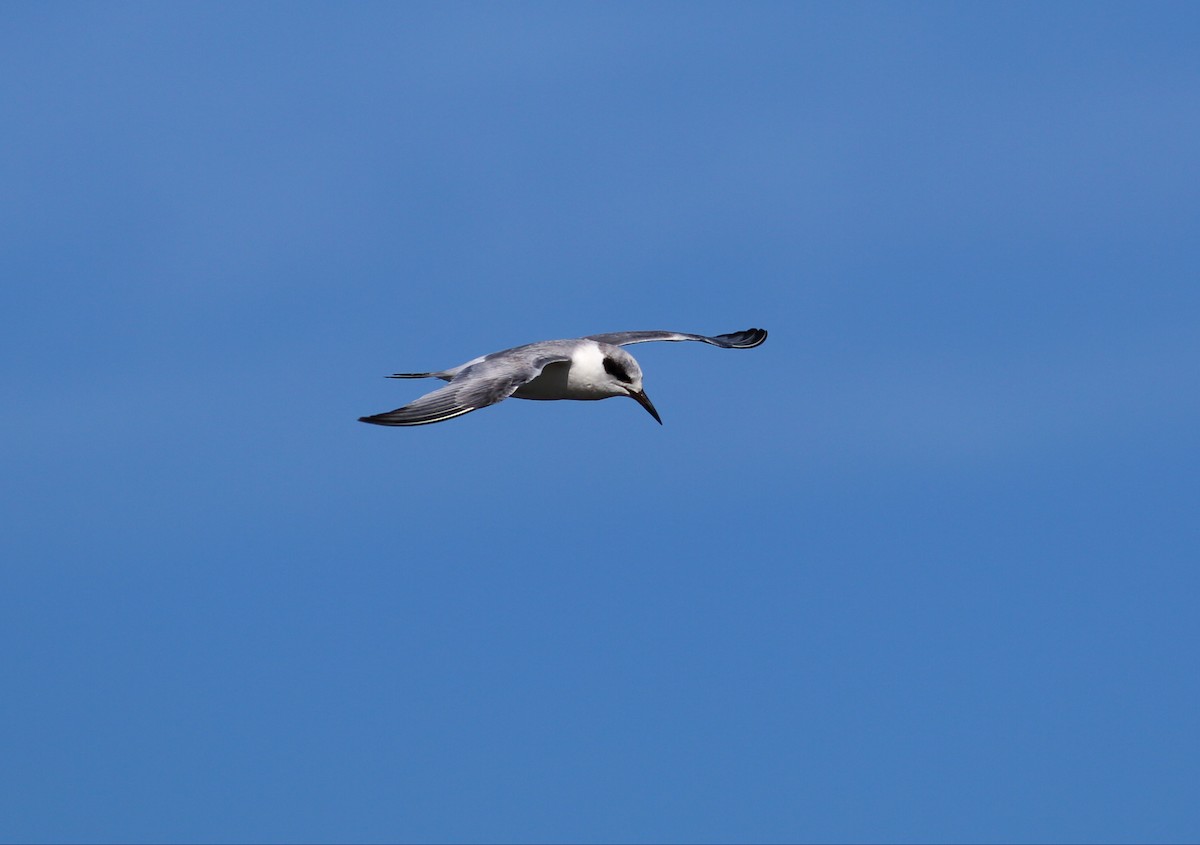 Forster's Tern - Paul Fenwick