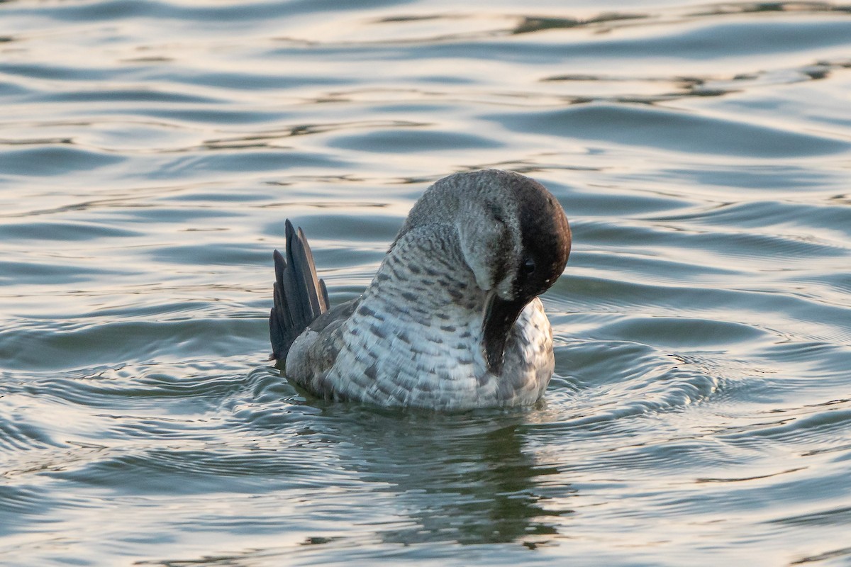 Ruddy Duck - ML501175551