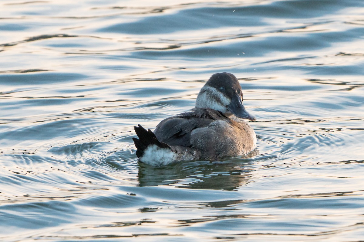 Ruddy Duck - ML501175561