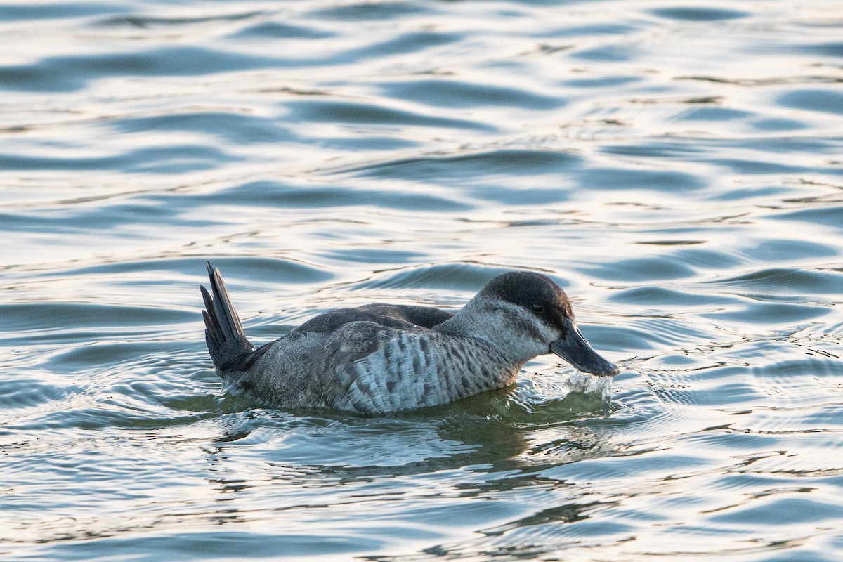 Ruddy Duck - ML501175571