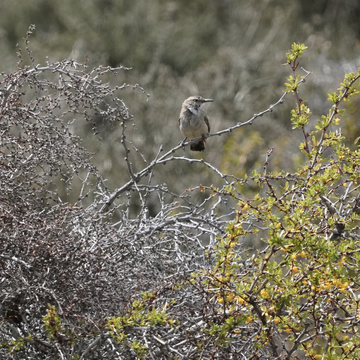 Chilia rougequeue - ML501175601