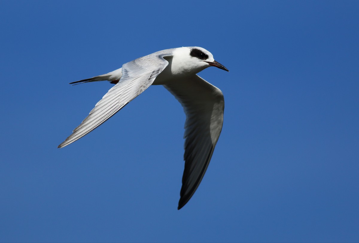 Forster's Tern - Paul Fenwick