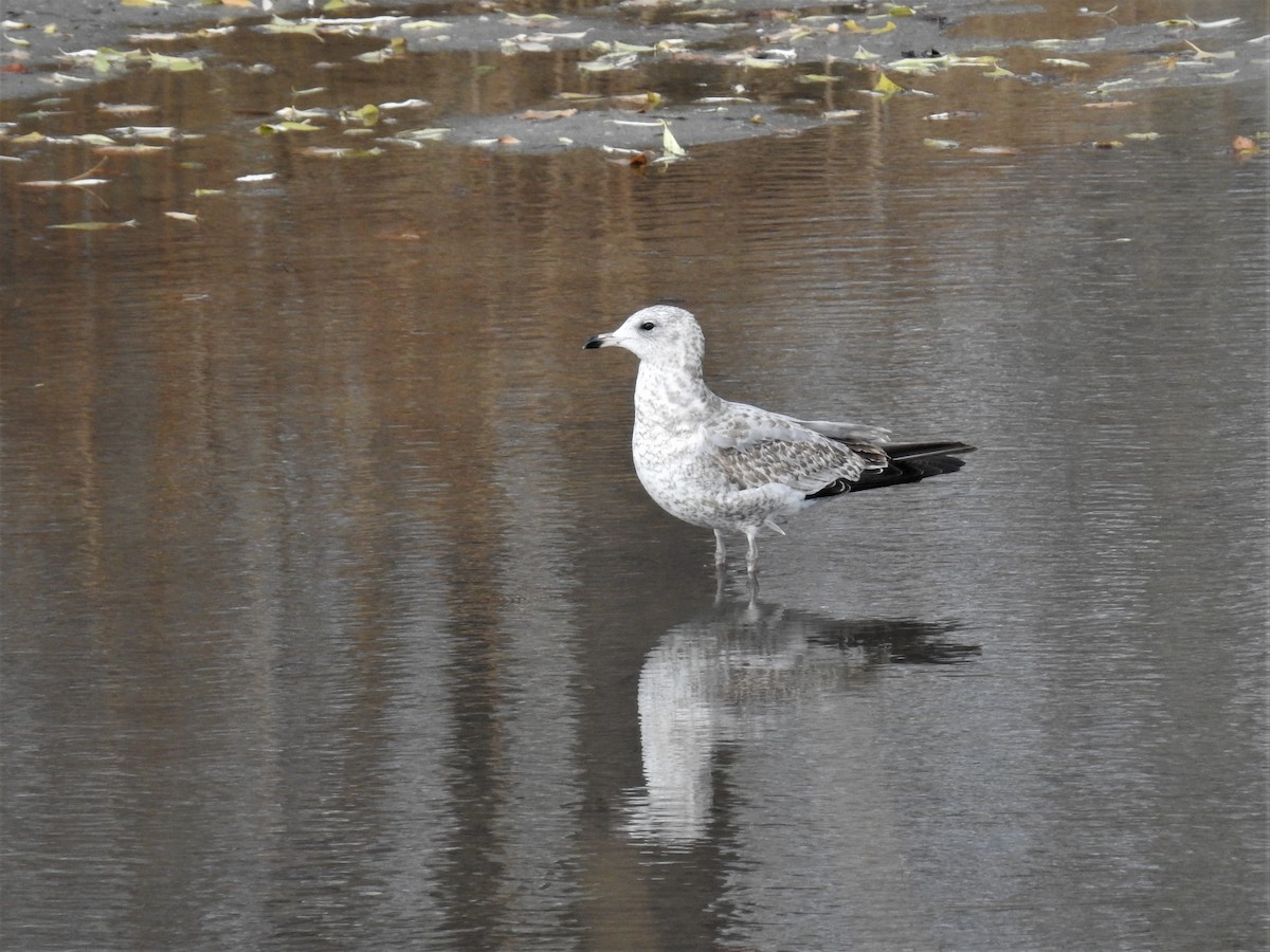 Ring-billed Gull - Jane Baryames