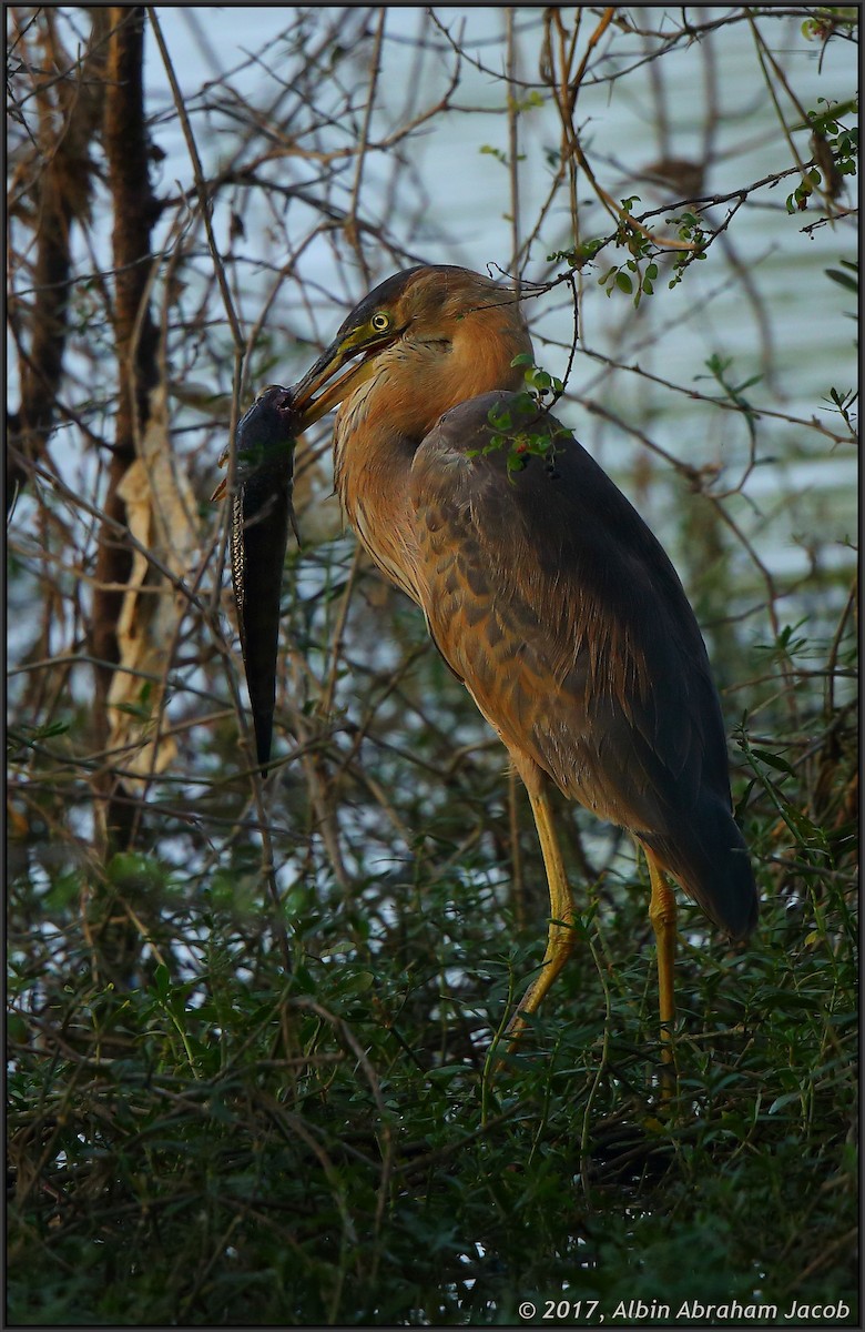 Purple Heron - ML50117691