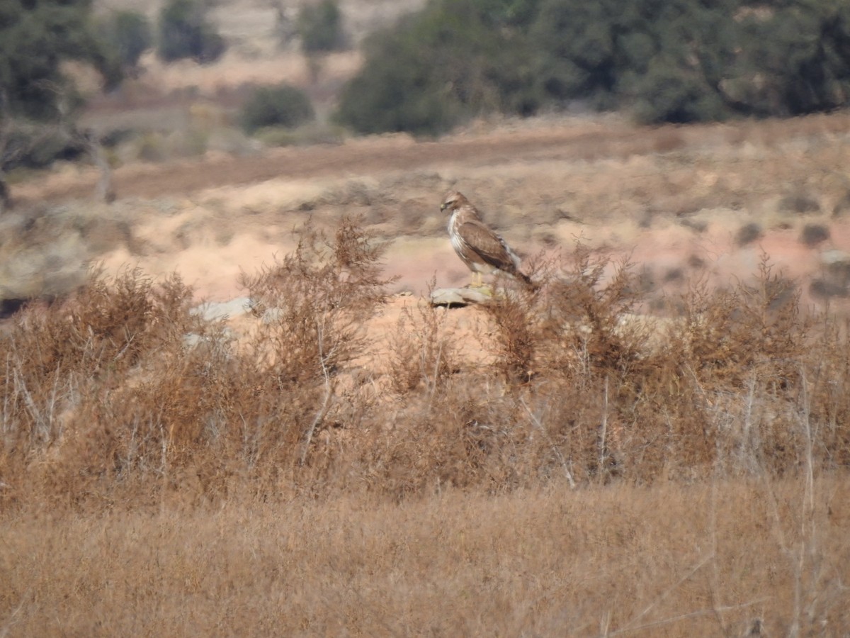 Common Buzzard - Jorge López Álvarez