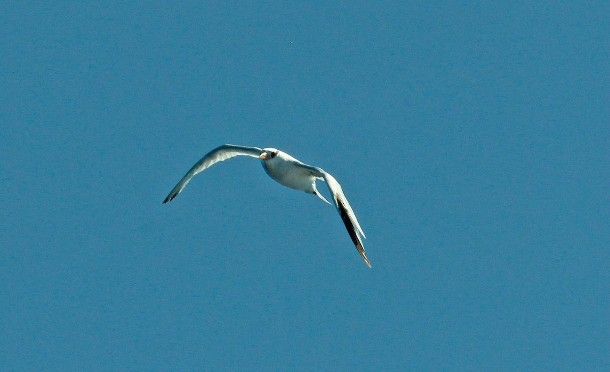 Red-billed Tropicbird - ML50117731