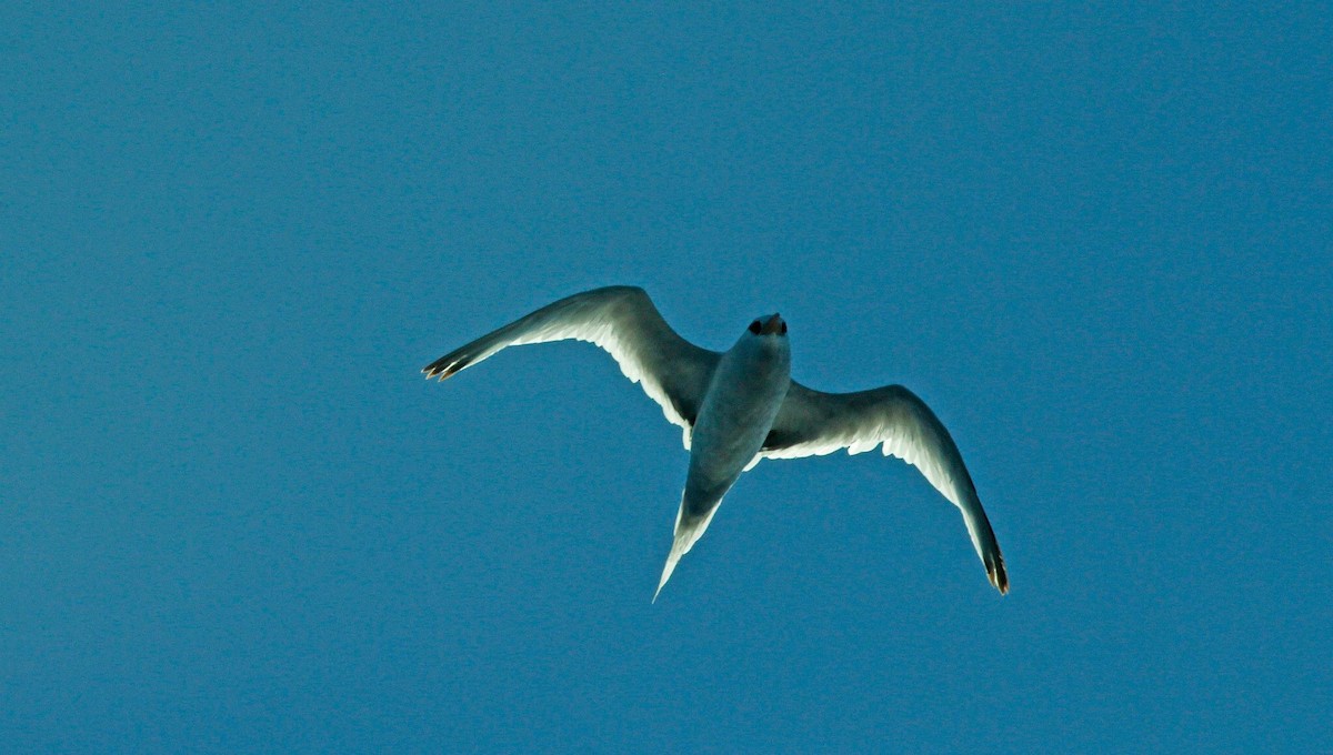 Red-billed Tropicbird - ML50117741