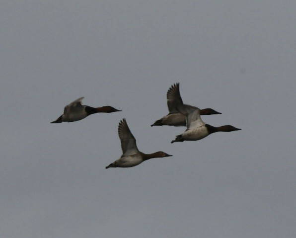 Canvasback - ML501177661