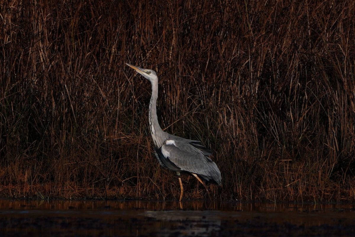 Gray Heron - Paweł Maciszkiewicz