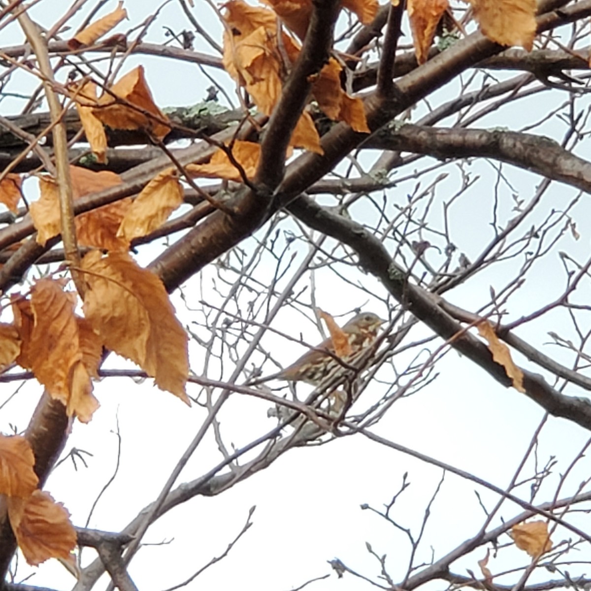Fox Sparrow - ML501179021