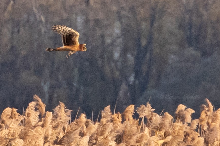 Northern Harrier - ML501179351