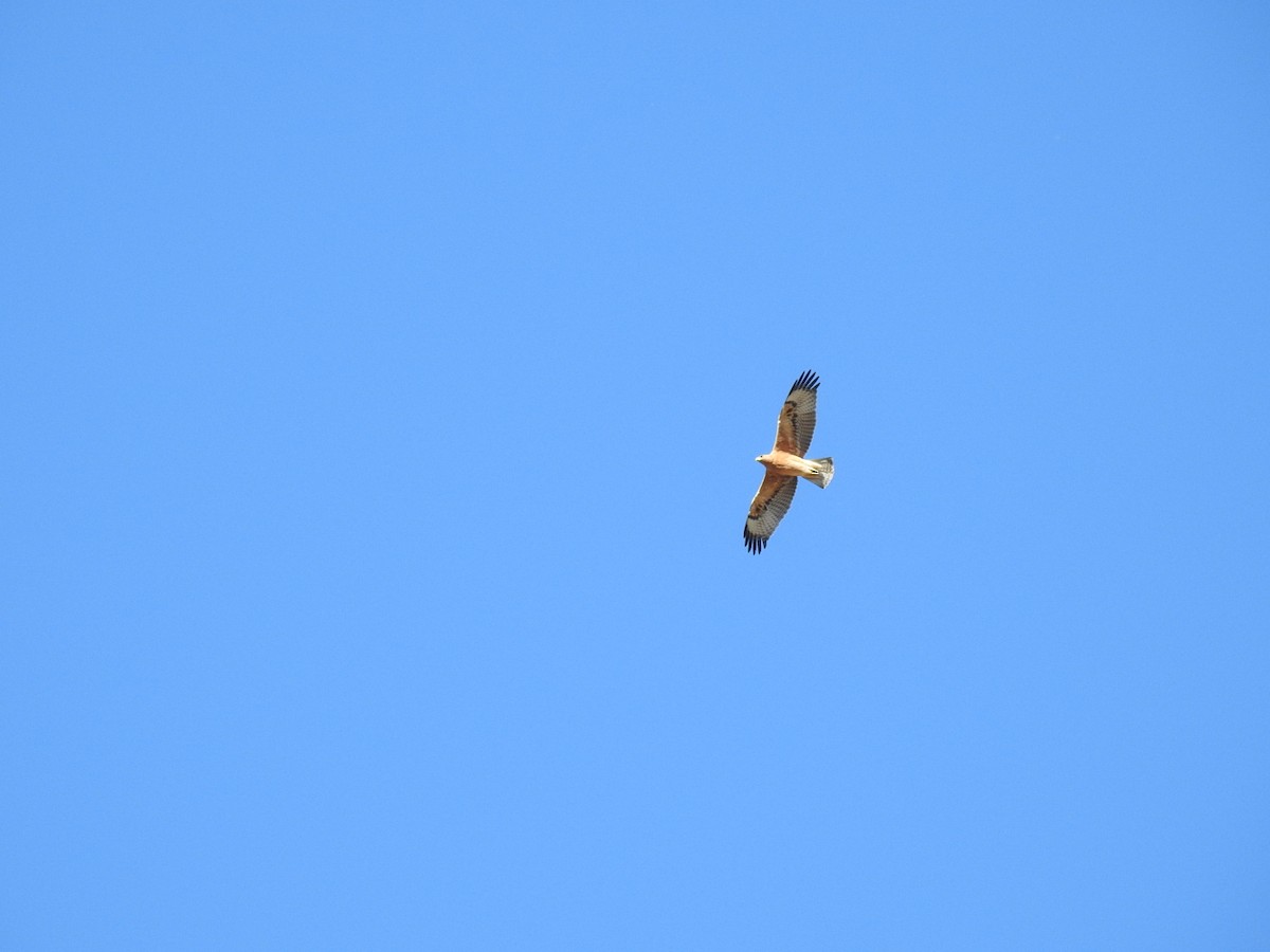 Bonelli's Eagle - ML501179871