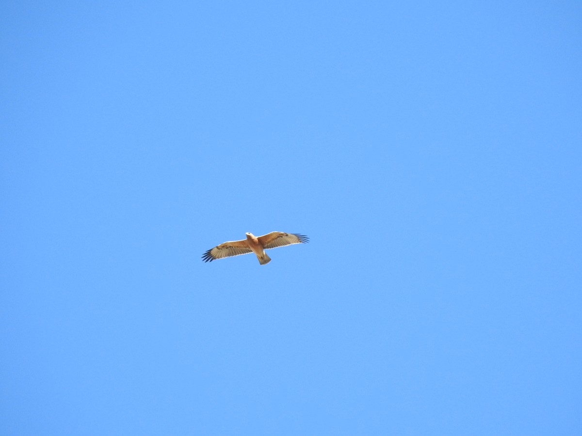 Bonelli's Eagle - ML501179881