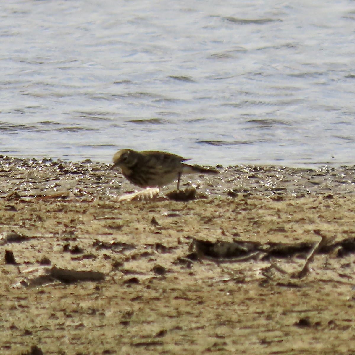 American Pipit - ML501179901