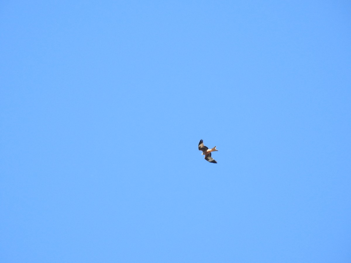 Red Kite - ML501180031