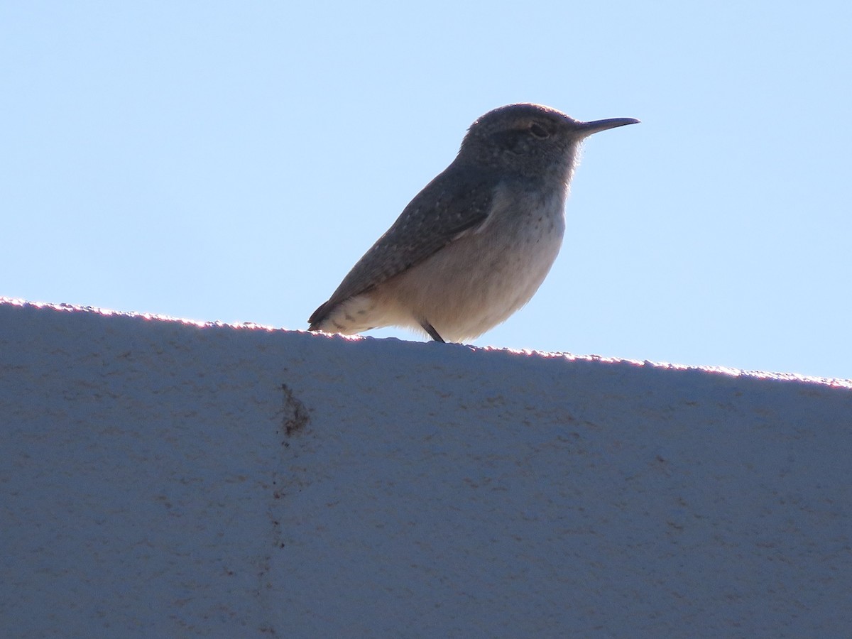 Rock Wren - ML501180101