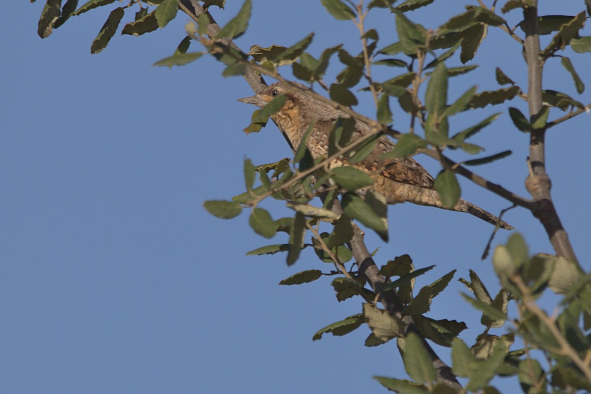 Eurasian Wryneck - ML501180741