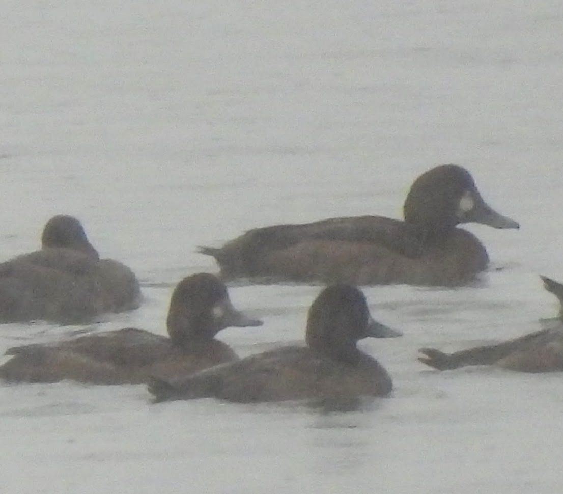 Greater Scaup - ML501183351
