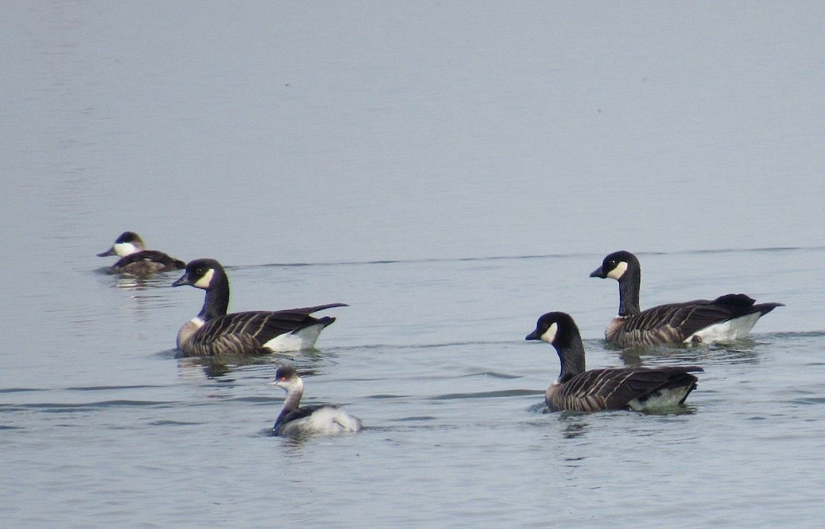 Cackling Goose - ML501183881