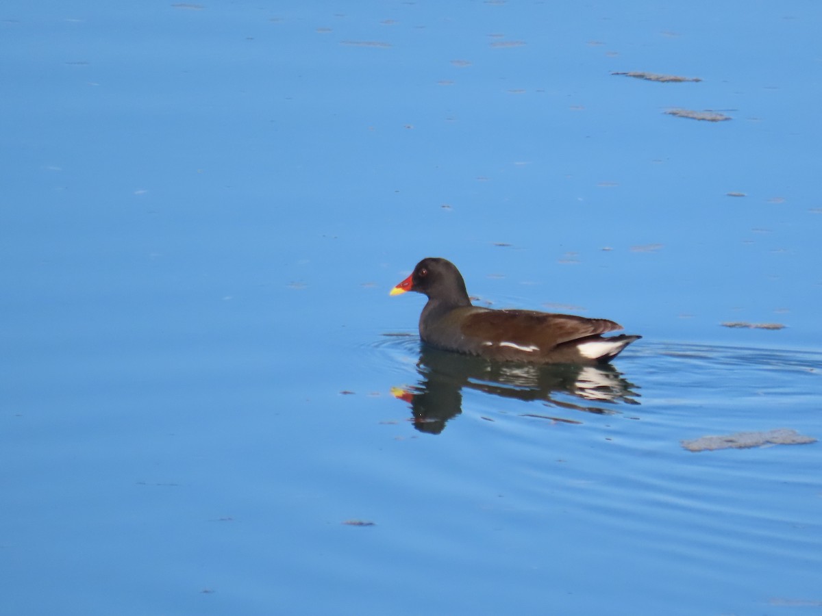 Eurasian Moorhen - ML501184041