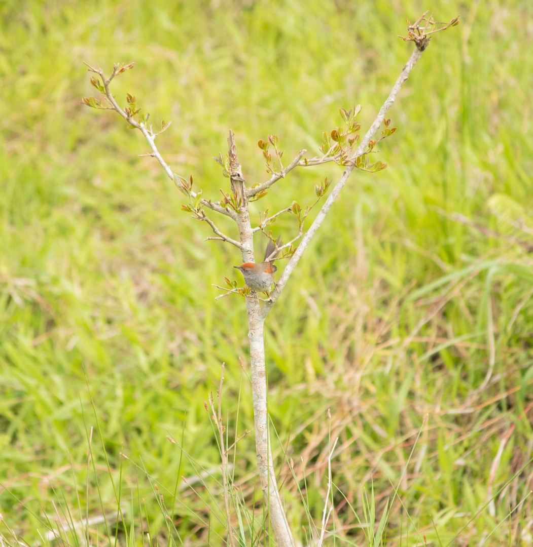 Spix's Spinetail - ML501184281