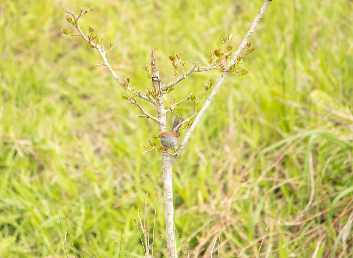 Spix's Spinetail - ML501184301