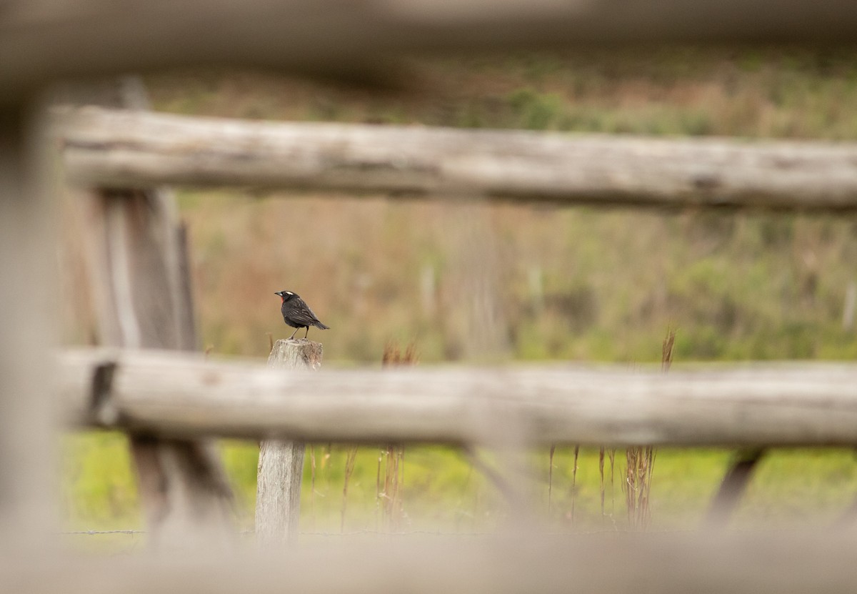 White-browed Meadowlark - ML501184481